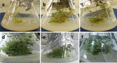 Stimulating Stevia Plant Growth and Sweet Compound Production in the Lab