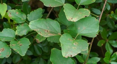 The AtrBGAL2 Gene Controls Fruit Cracking in Chocolate Vine