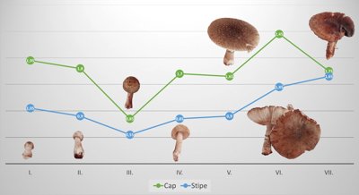 Mercury Levels in Blusher Mushrooms and Soil Based on Location and Growth Stages