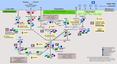 Life in Mangroves: A Cooperative Microbiome Revealing Hidden Resources