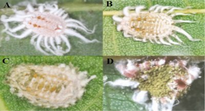 Studying a Fungus That Targets and Controls Mealybugs