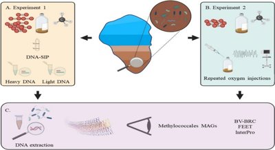 How Oxygen-Using Bacteria Survive Low Oxygen in Methane-Producing Lake Sediments
