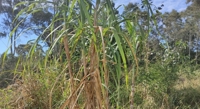Hand-Feed Sugarcane Chipper: Design and Field Tests