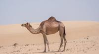 Detecting Nasal Parasite Infections in Camels Using Purified Glycoprotein