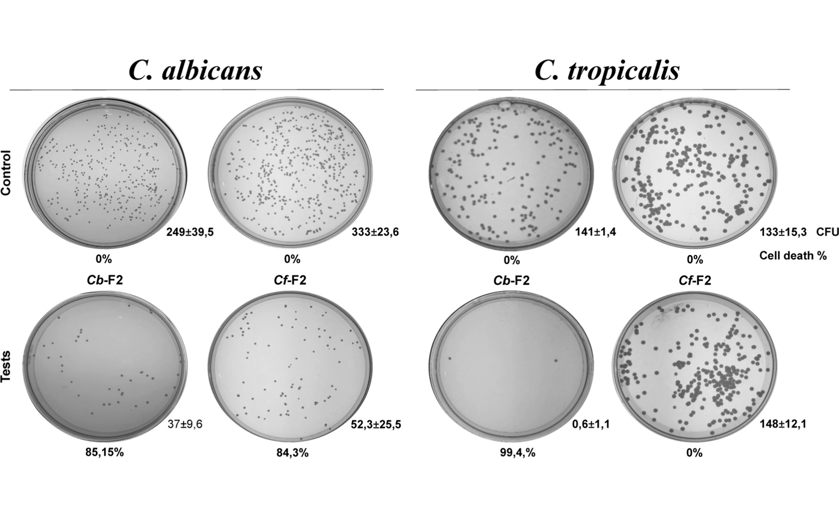 Understanding New Proteins That Help Fight Fungal Infections