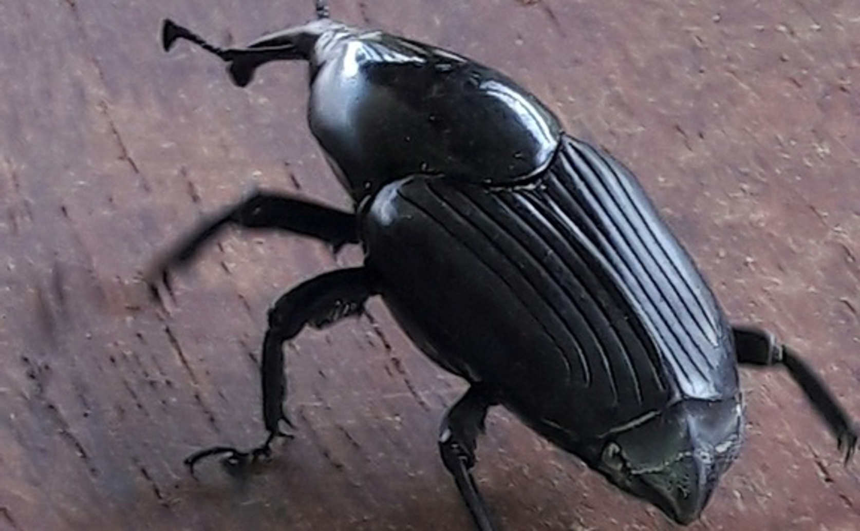 Finding and Studying a Natural Fungus to Control Palm Weevils