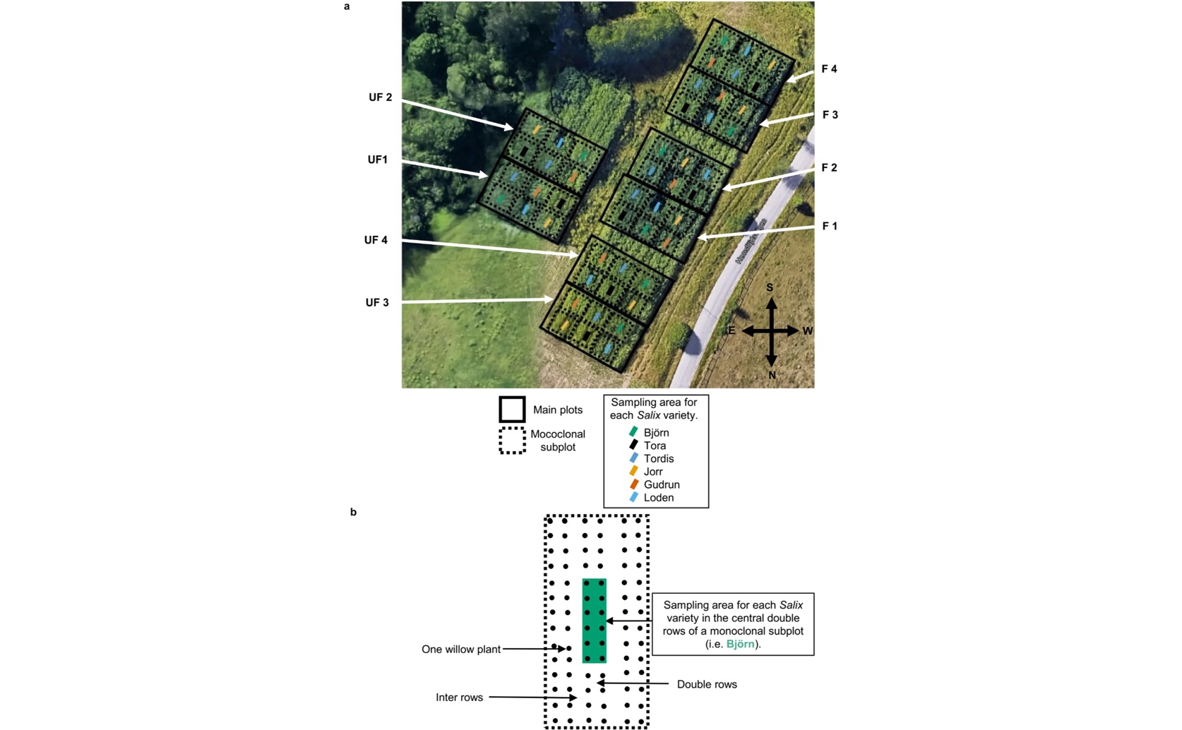 Willow Trees Influence Soil Health and Diversity