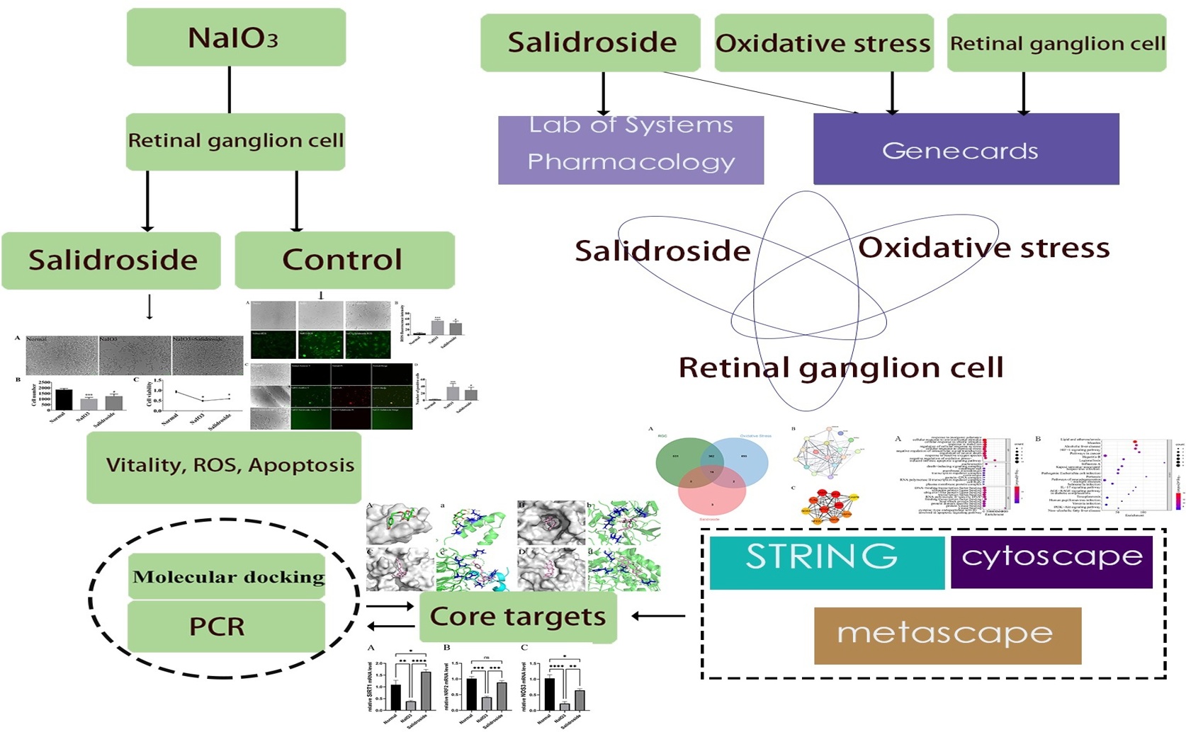 How Salidroside May Protect Eye Cells from Oxidative Stress: A Molecular Study