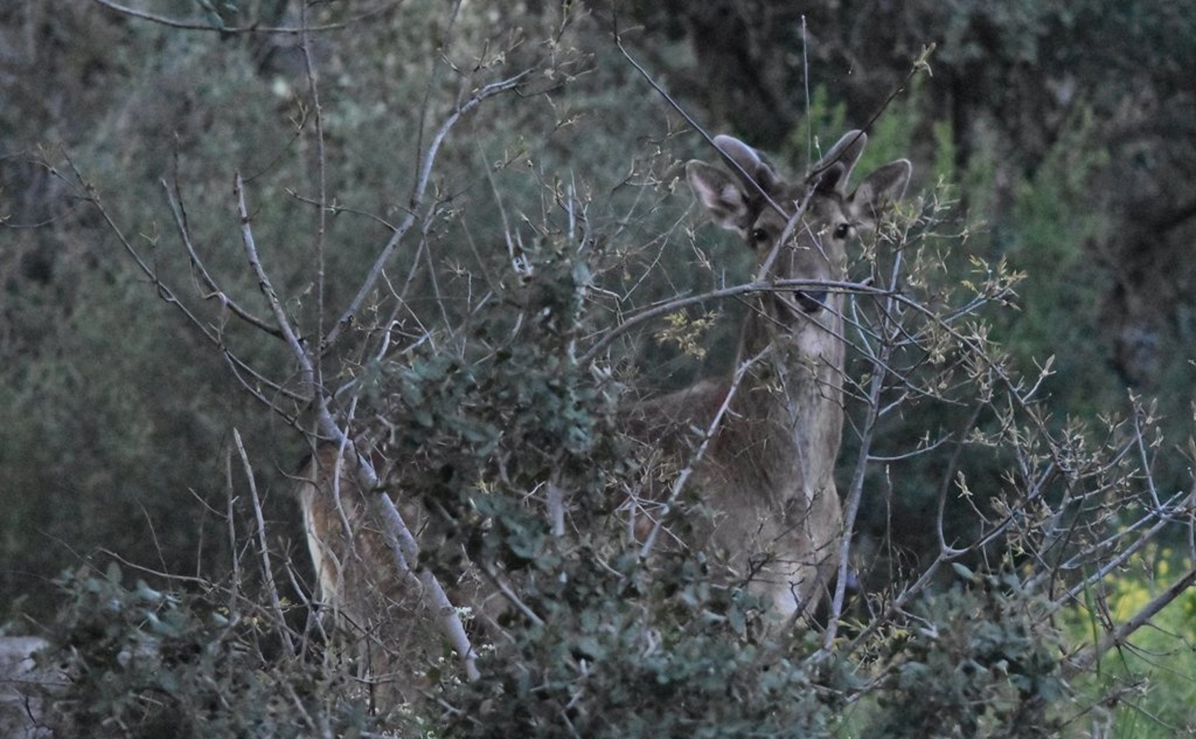 Comparing Climate Preferences in Different Habitats for Persian Fallow Deer