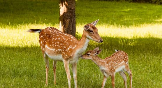 Comparing Climate Preferences in Different Habitats for Persian Fallow Deer
