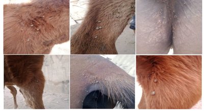 Understanding the Spread and Immune Response to a Blood Parasite in Horses