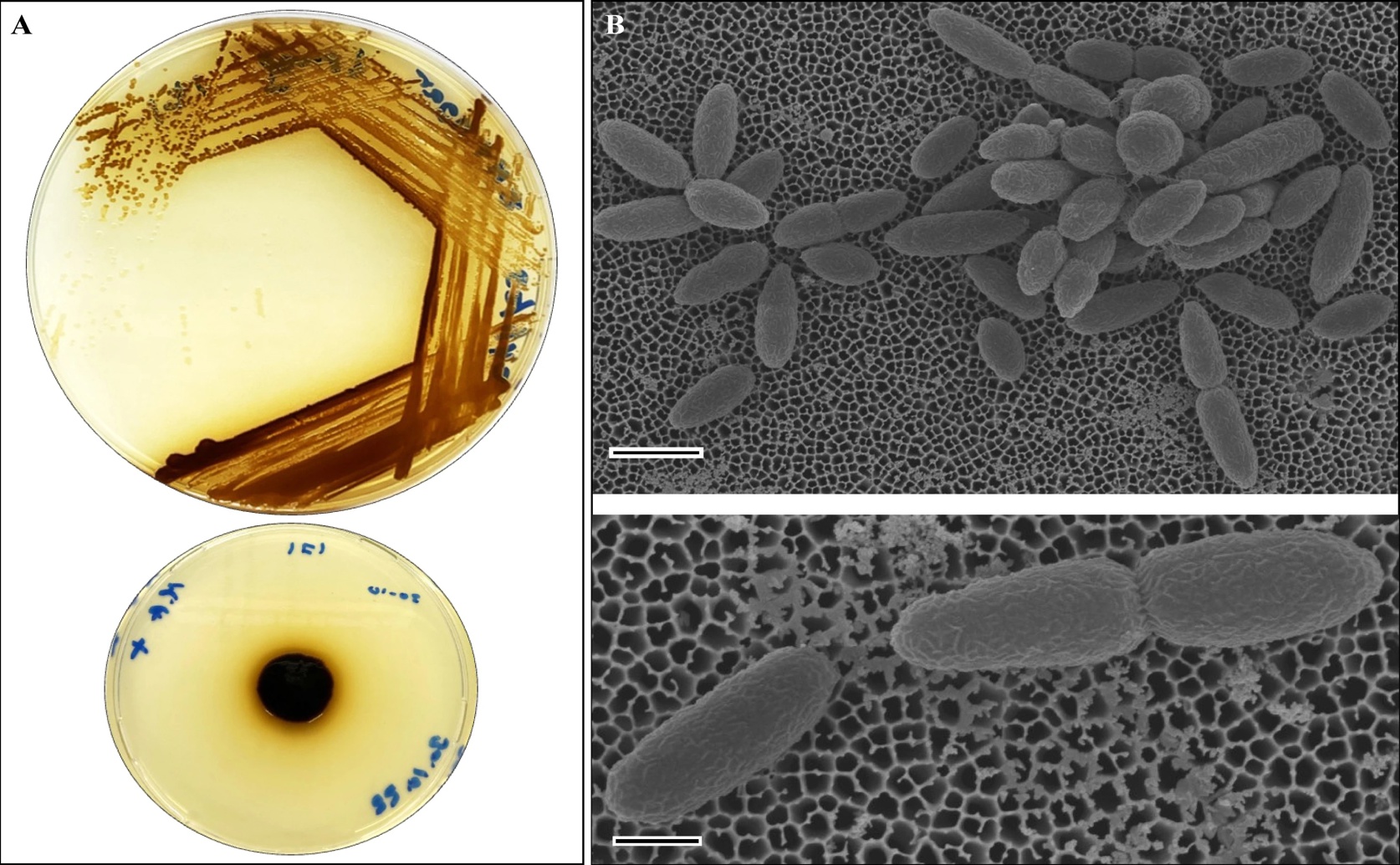Unlocking Plant Growth Secrets: Study of a Helpful Bacterium from Mangrove Trees