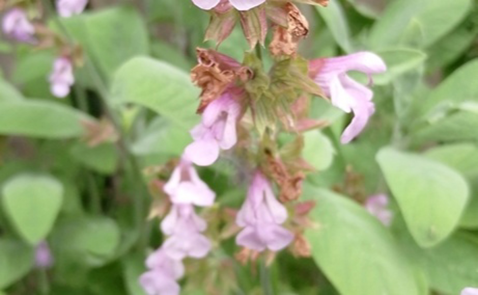 Melatonin and Titanium Nanoparticles Reduce Cadmium Toxicity in Sage Plants