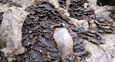 Boosting Breakdown of Harmful Chemicals Using White Rot Fungus and Citric Acid