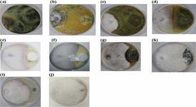 Boosting Tomato Health: Fighting Wilt Disease with Beneficial Fungi