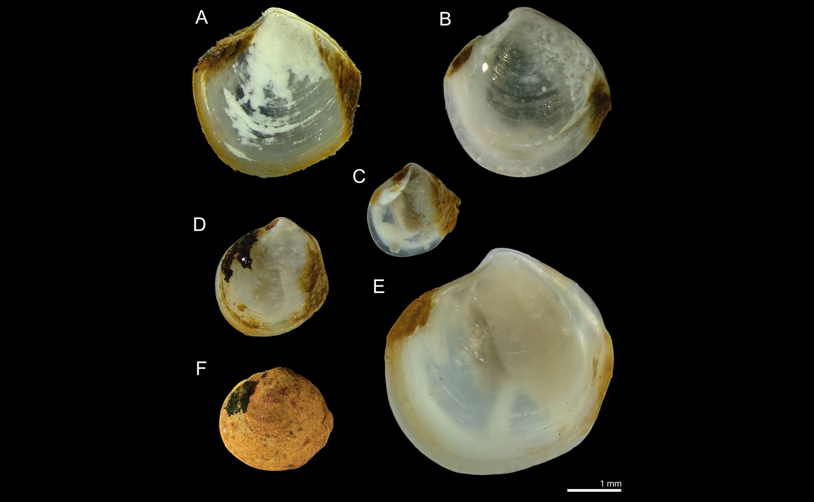 Species Composition and Genetic Connectivity of Deep Fjord Bivalves