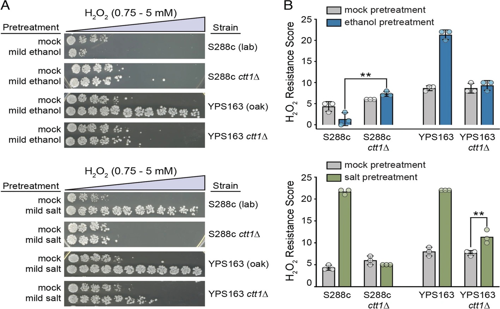 Natural Variation in Yeast Shows Many Ways to Boost Stress Resistance