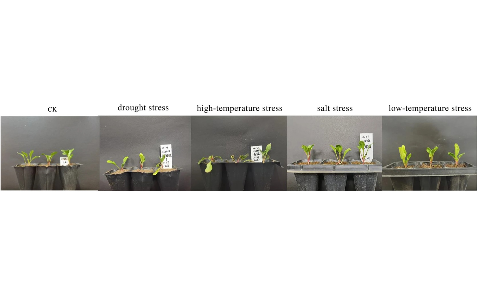 How Sugar Beets Respond to Stress: A Study on Key Genes