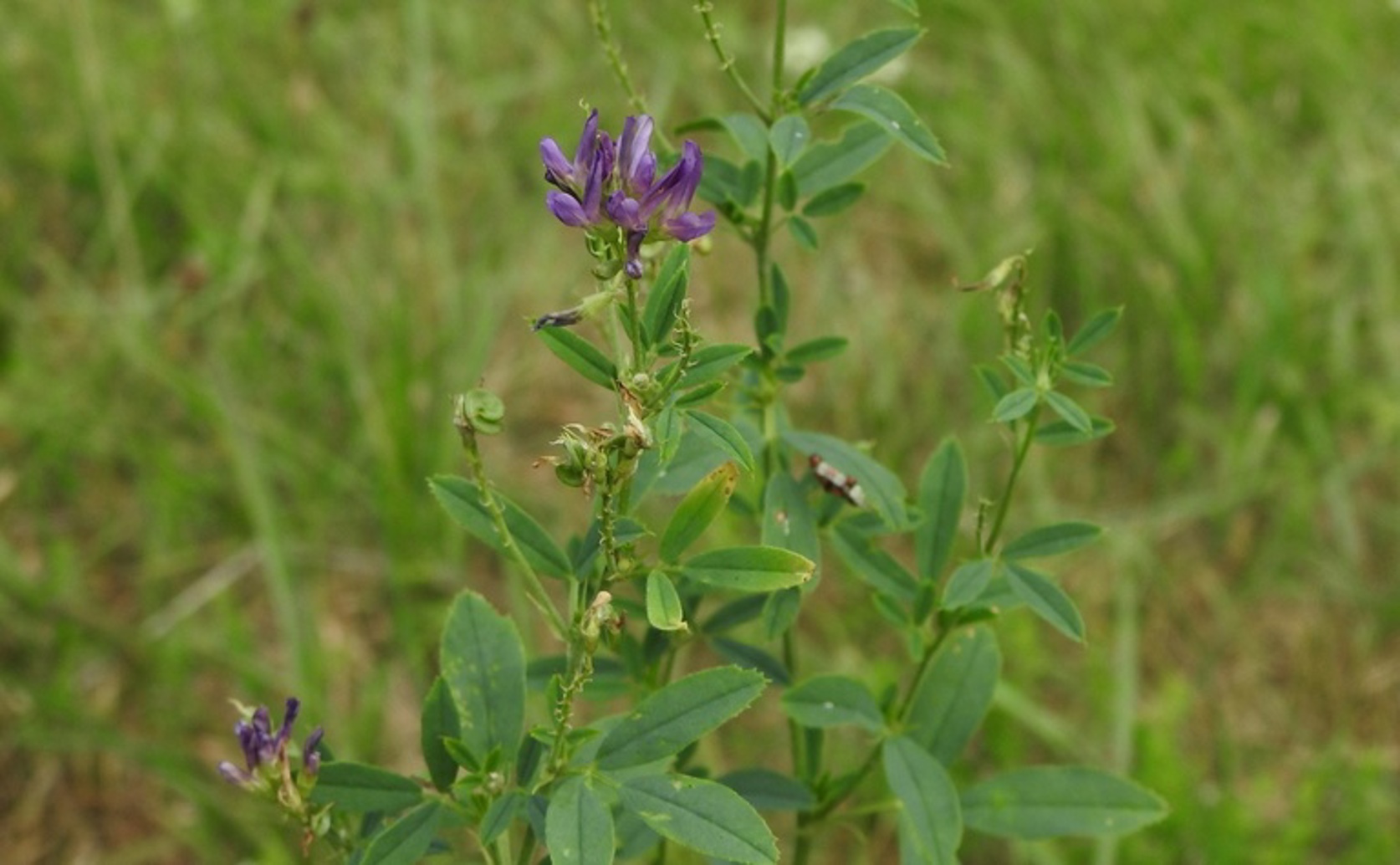 How Salt-Tolerant Alfalfa Reacts to Salinity and Beneficial Bacteria