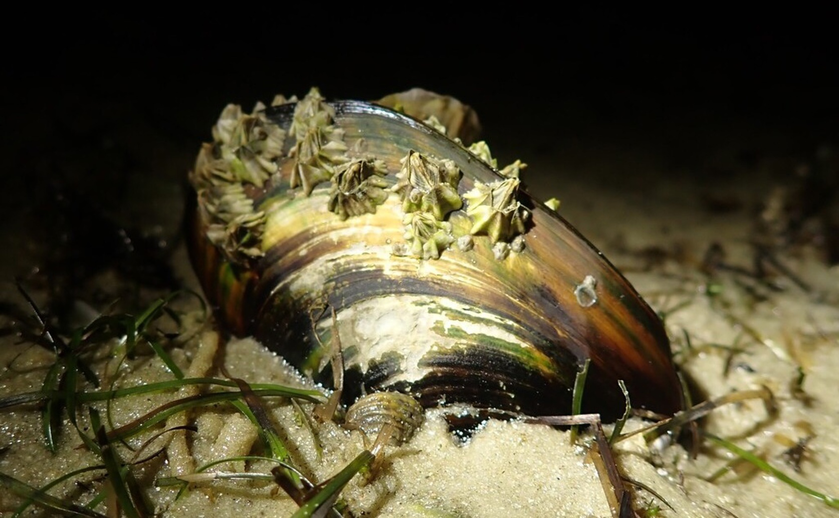 Preparing Green-Lipped Mussels for Live Transport by Slowing Their Metabolism