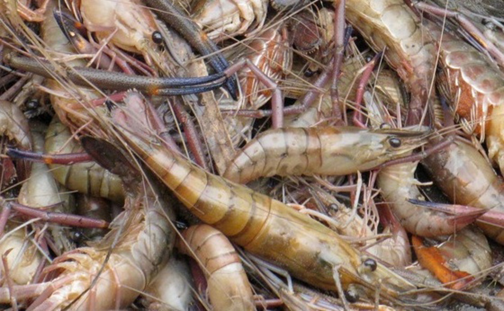 Size Differences in Freshwater Prawn Claws Found in Lake and River System