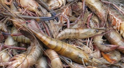 Size Differences in Freshwater Prawn Claws Found in Lake and River System