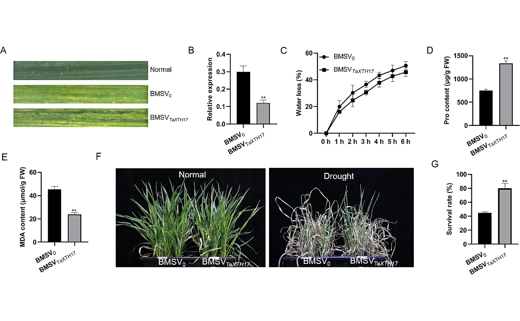 Wheat Gene Study Reveals TaXTH17's Role in Handling Environmental Stress