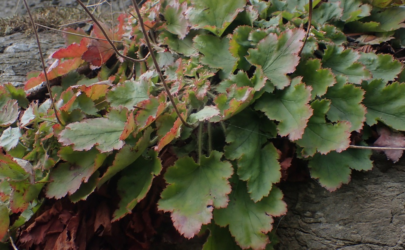 Understanding Alkaloid Metabolism and Key Genes in Crevice Alumroot