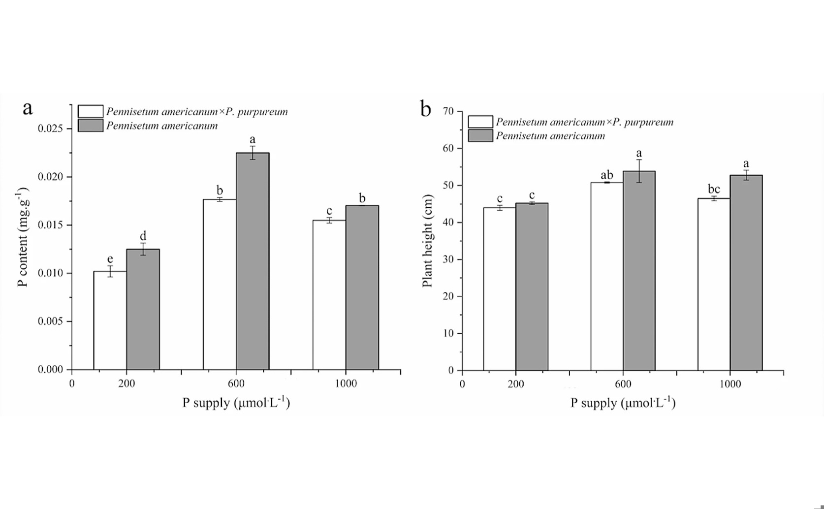 Comparing Phosphorus Stress Tolerance in Pearl Millet and its Hybrid Offspring