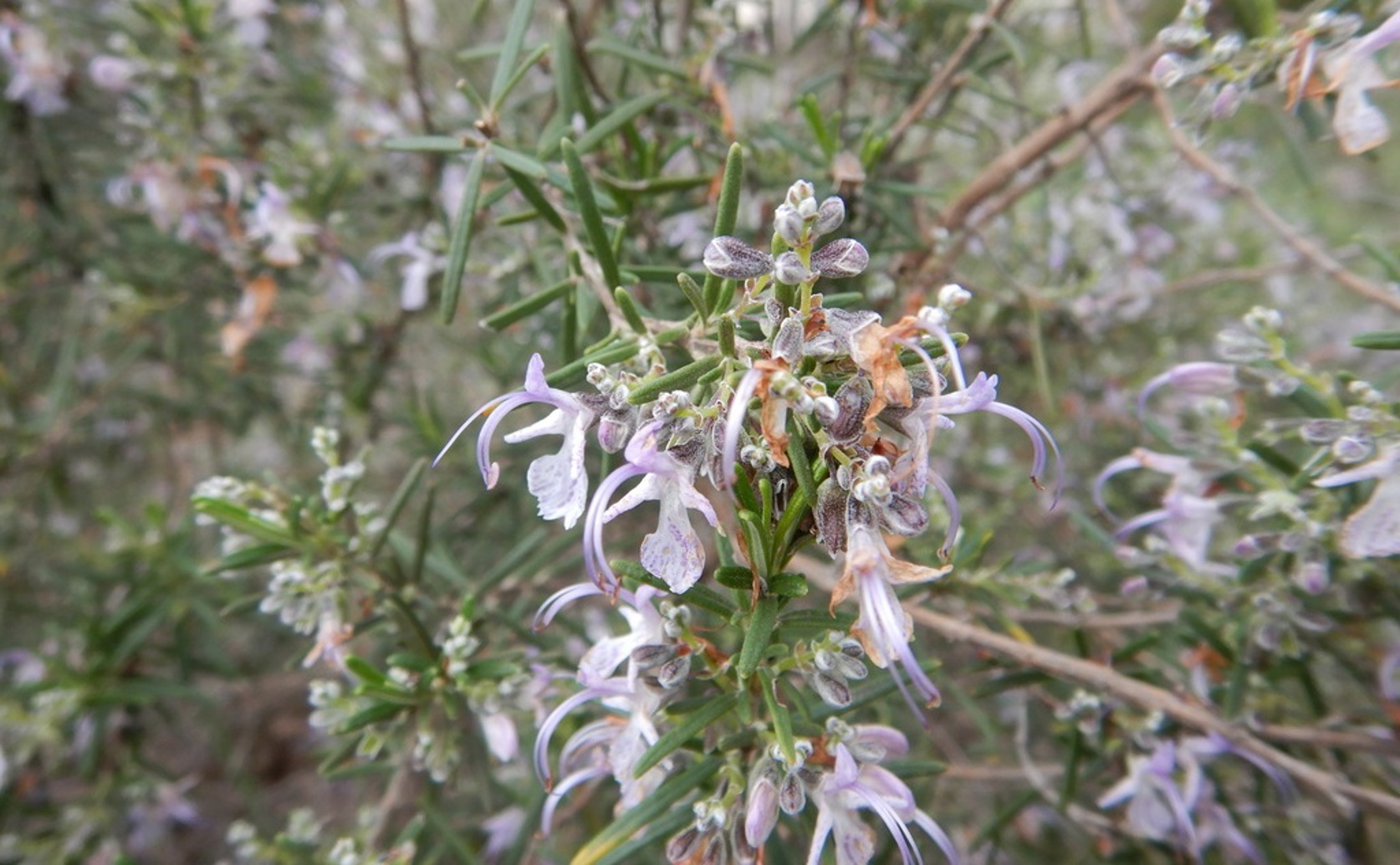 How Eating Rosemary Affects Brain Activity in Healthy People