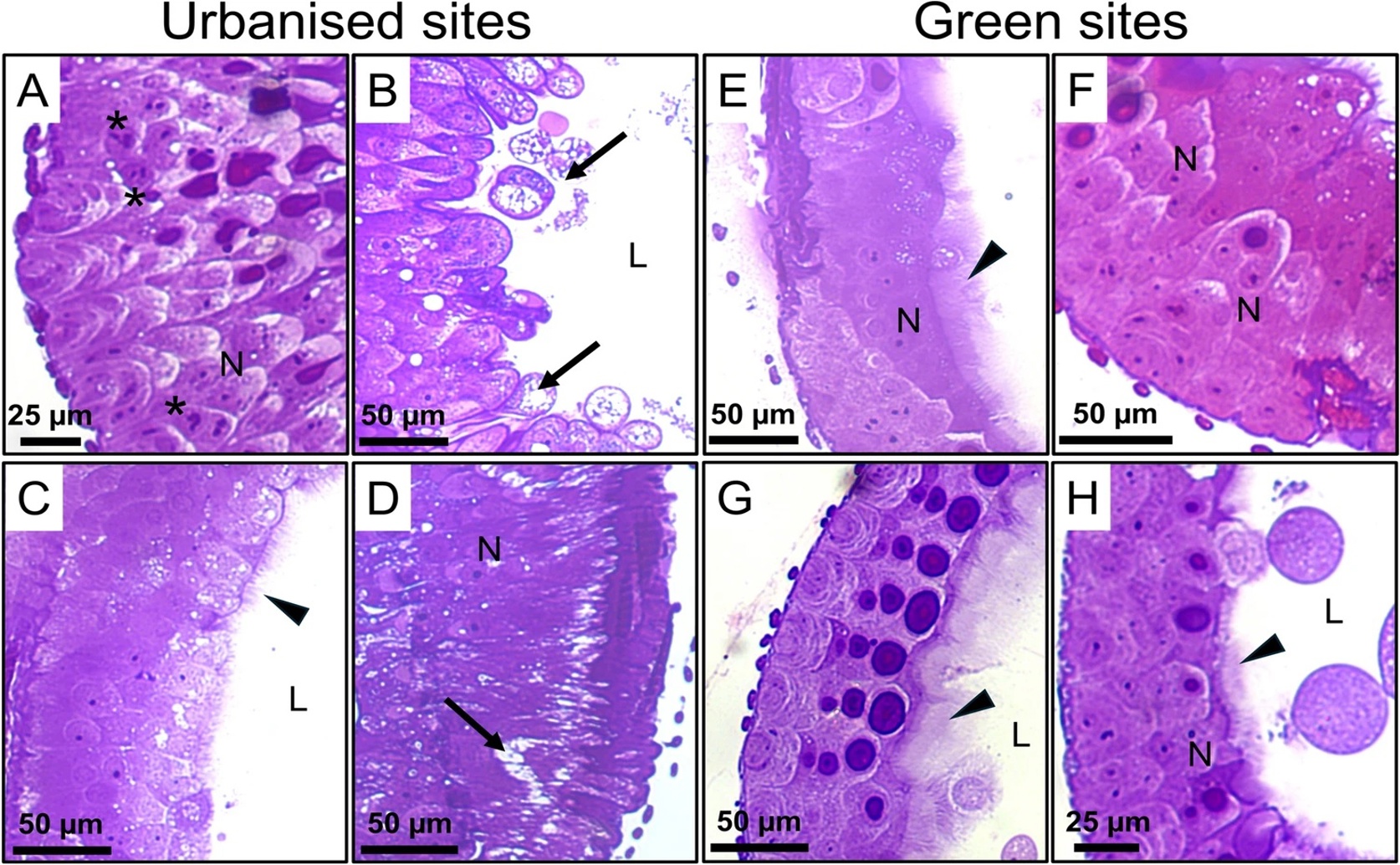 More Urban Roads Linked to Gut Damage in Social Bees