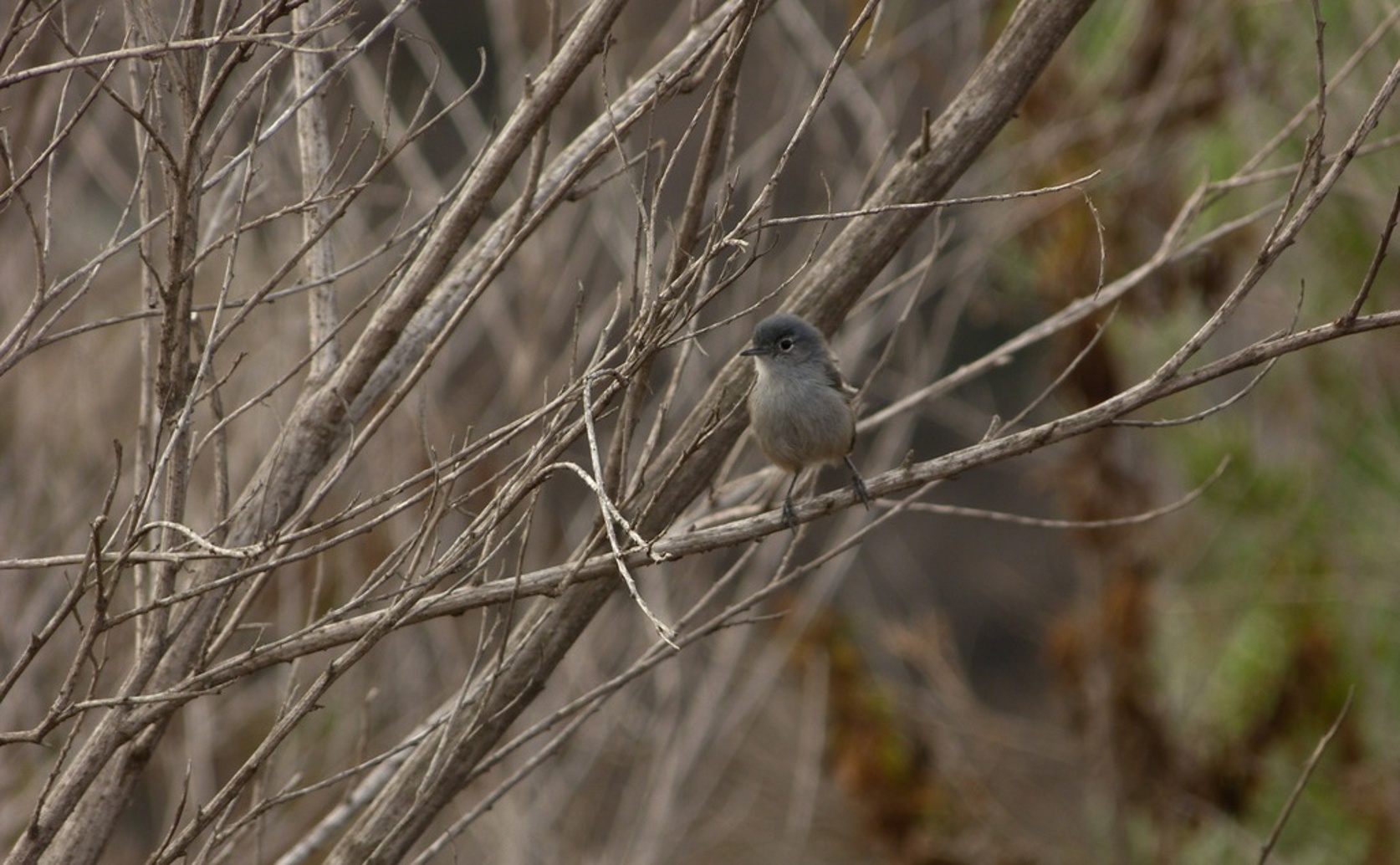 Habitat and Recovery of the Coastal California Gnatcatcher After Wildfires