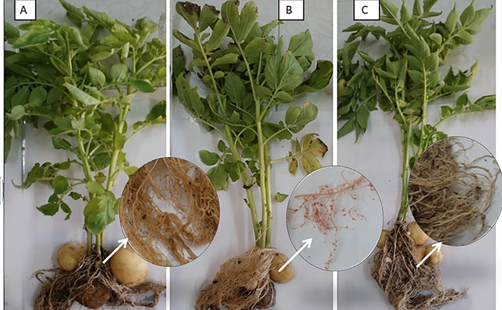 Using Friendly Fungi to Protect Potato Plants from Harmful Root Pests