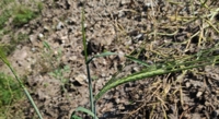 Barley's Genetic Shield Against Hessian Fly Attack Found