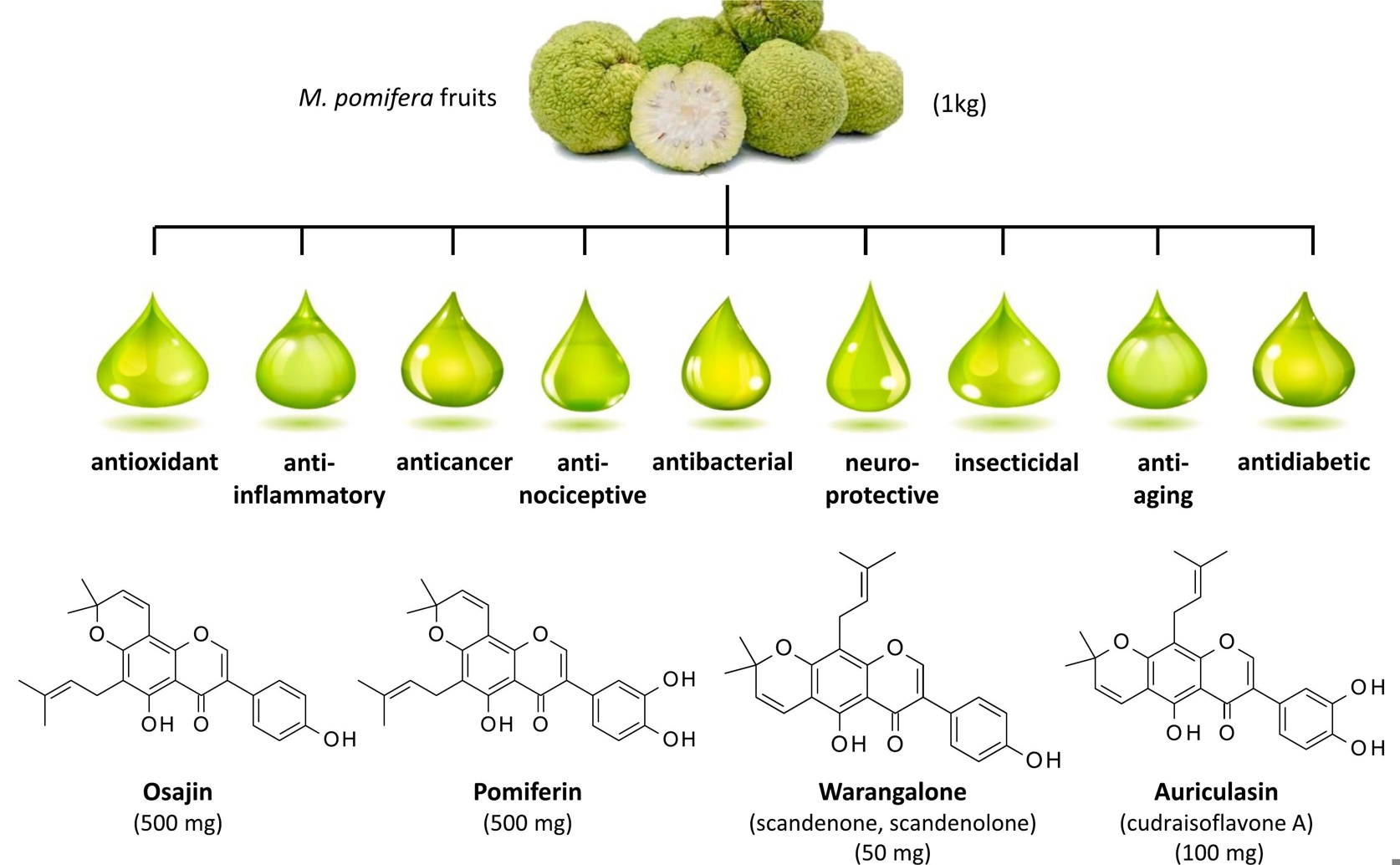 Health Benefits of Extracts and Compounds from Osage Orange Fruits