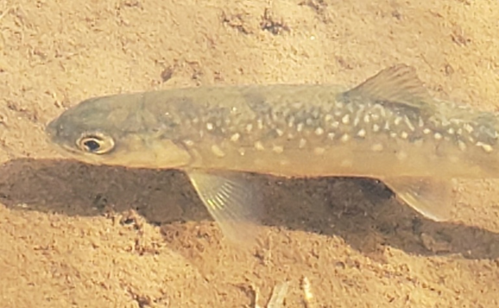 Dietary Fats and Astaxanthin Impact the Color of Arctic Fish