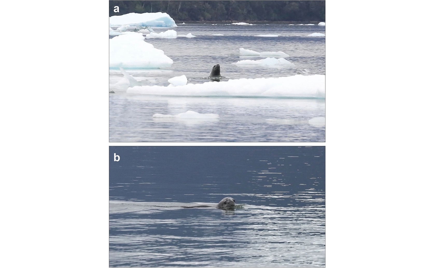First Observations of Mating Behavior and Sounds in Wild Leopard Seals