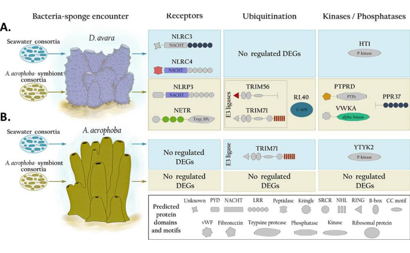 How Mediterranean Sponges React to Friendly Microbes