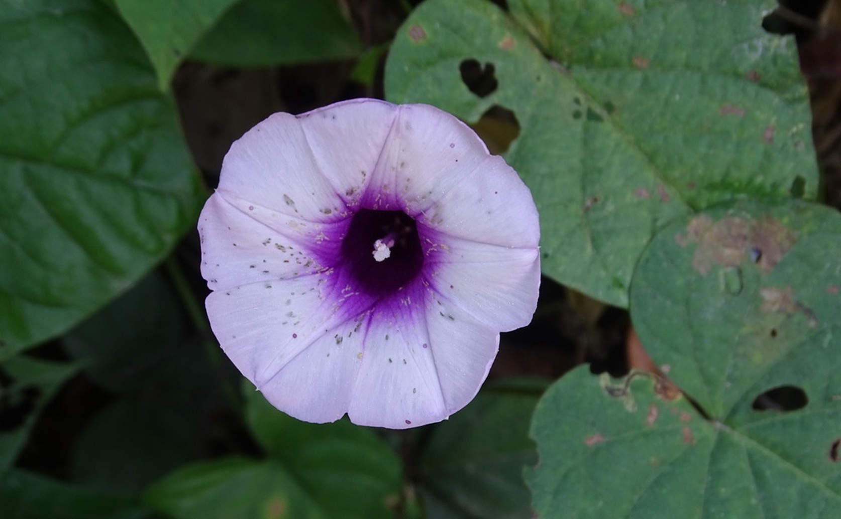 How Different Colored Sweet Potatoes Store Healthy Plant Compounds