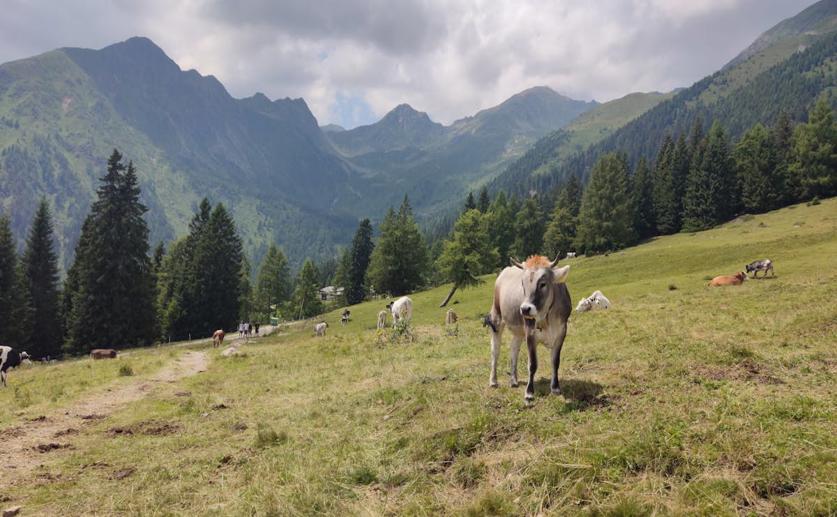 How Temperature and Stirring Affect Bacterial Growth in Raw Cow Milk
