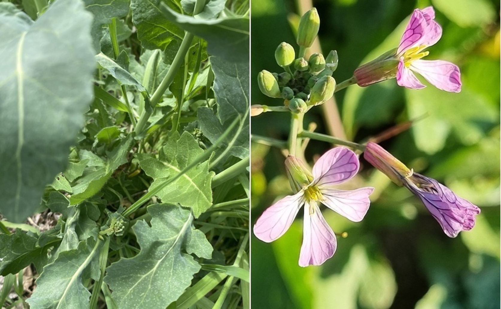Healing Potential of Cabbage and Radish Extracts on Prediabetes