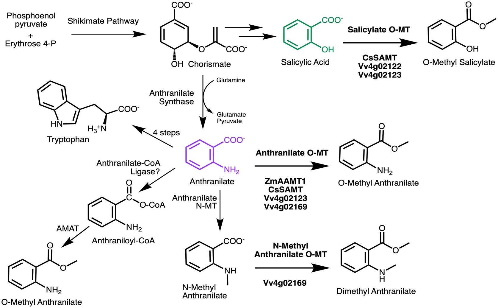 How Grapes, Oranges, and Corn Create a Sweet-Smelling Compound