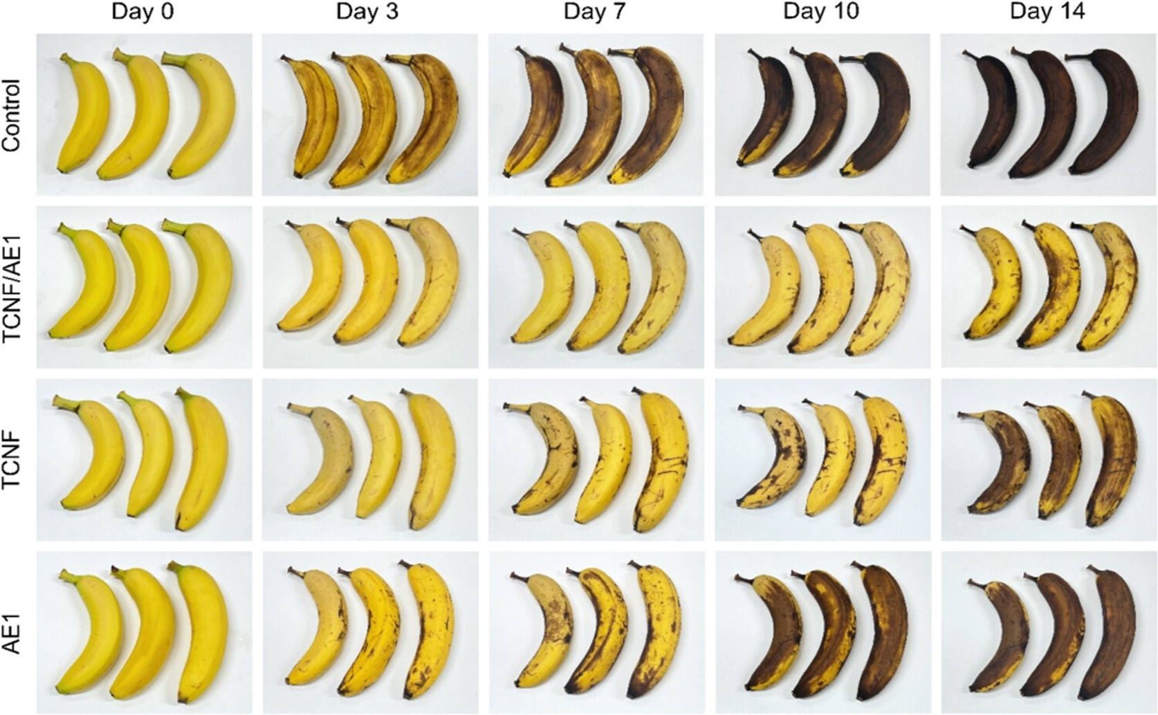 How Plant Fiber and Seaweed Gel Composites Affect Strength and Flexibility