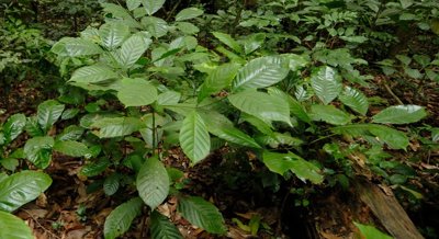 Root System of Robusta Coffee Varieties Grown in the Amazon