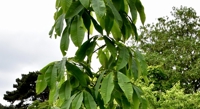 Unveiling the Genetics of a Fungal Threat to Hickory Trees