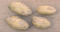 Decoding Potato DNA Uncovers Drought Survival Tactics