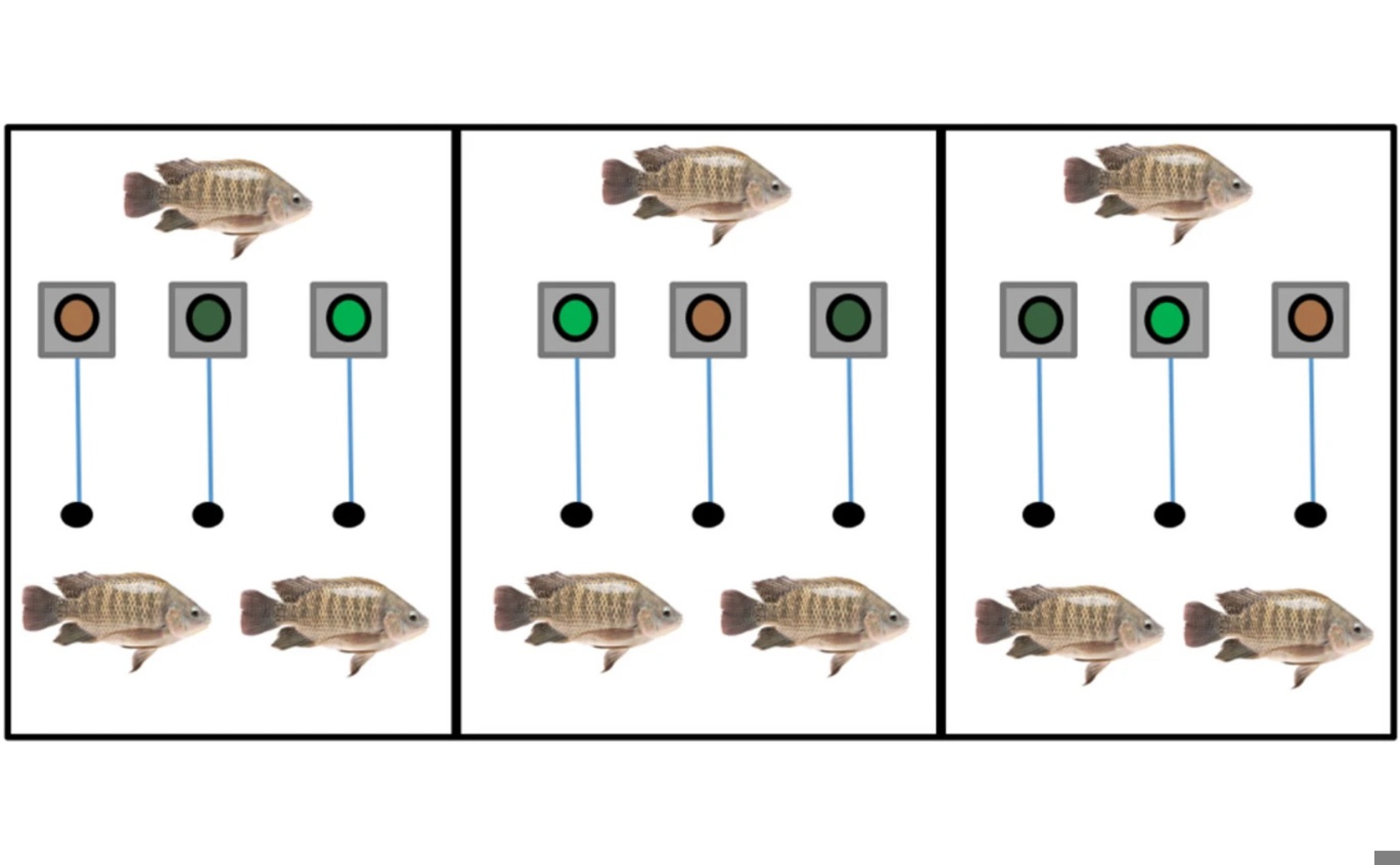 Fish Choosing Their Own Alternative Diets