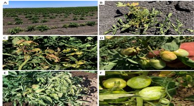 New Virus Strains Overcome Key Resistance in Market and Processing Tomatoes