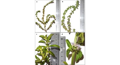 Boosting Mint Growth and Health with Silicon Nanoparticles During Drought Stress