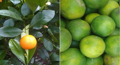 Health Risks from Toxic Metals in Sweet Lime and Oranges Grown with Wastewater